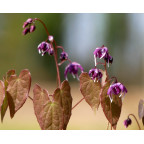 EPIMEDIUM youngianum 'Merlin'