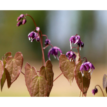 EPIMEDIUM youngianum \'Merlin\'