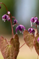 EPIMEDIUM youngianum 'Merlin'