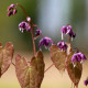 EPIMEDIUM youngianum 'Merlin'