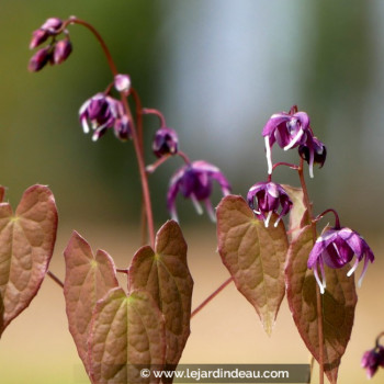 EPIMEDIUM youngianum &#039;Merlin&#039;