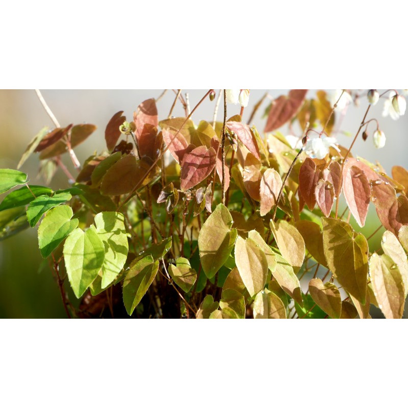 EPIMEDIUM youngianum 'Niveum'