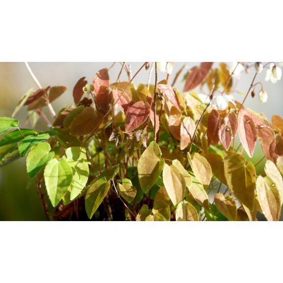 EPIMEDIUM youngianum 'Niveum'