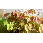 EPIMEDIUM youngianum 'Niveum'