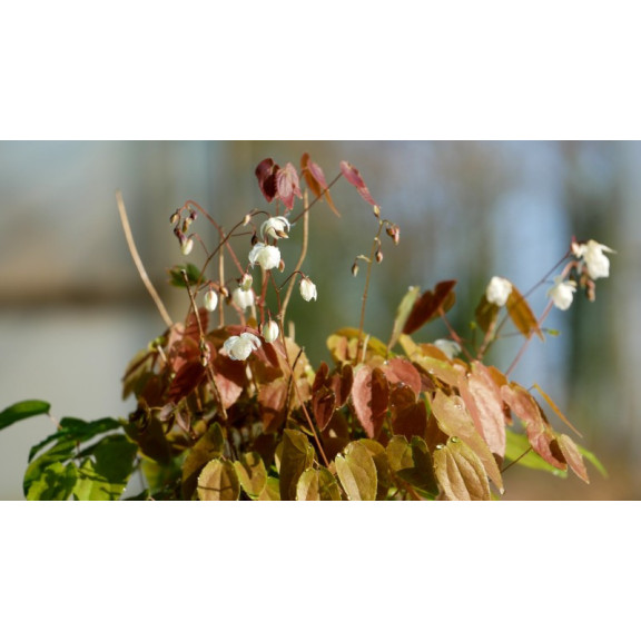EPIMEDIUM youngianum 'Niveum'
