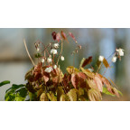 EPIMEDIUM youngianum 'Niveum'