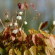 EPIMEDIUM youngianum 'Niveum'