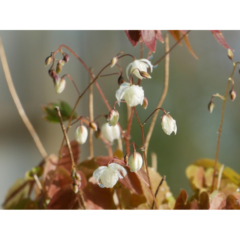 EPIMEDIUM youngianum 'Niveum'