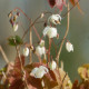 EPIMEDIUM youngianum 'Niveum'