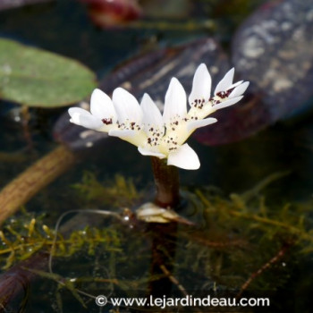 APONOGETON distachyos