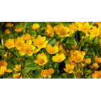 CALTHA palustris