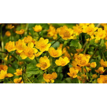 CALTHA palustris