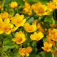 CALTHA palustris