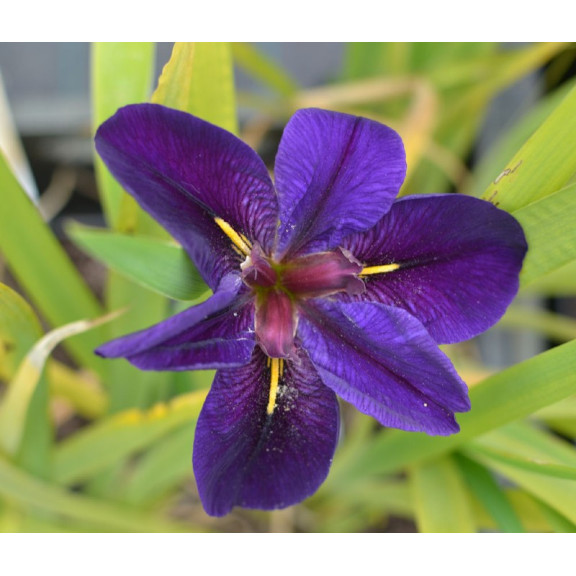 IRIS louisiana 'Black Gamecock'