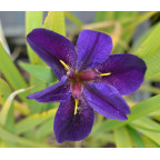 IRIS louisiana 'Black Gamecock'