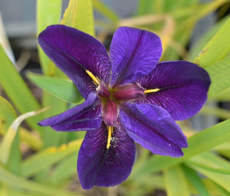 IRIS louisiana 'Black Gamecock', fleurs violet foncé - Le Jardin d'Eau
