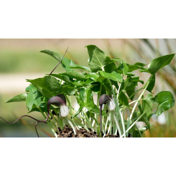 ARISARUM proboscideum