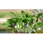 ARISARUM proboscideum