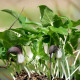 ARISARUM proboscideum