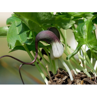 ARISARUM proboscideum
