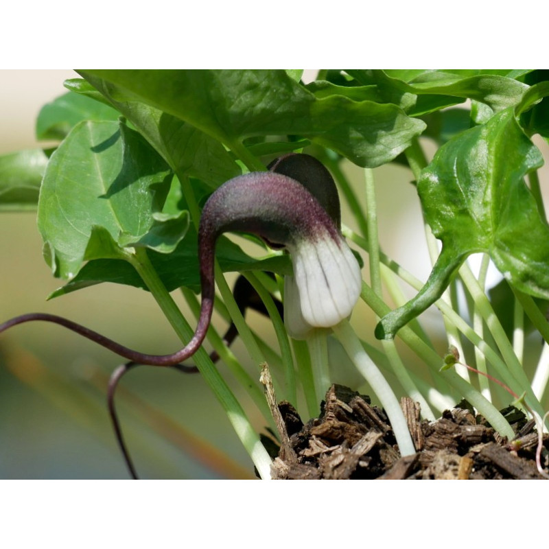 ARISARUM proboscideum