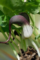 ARISARUM proboscideum