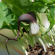 ARISARUM proboscideum