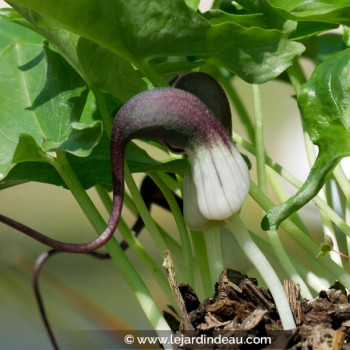 ARISARUM proboscideum