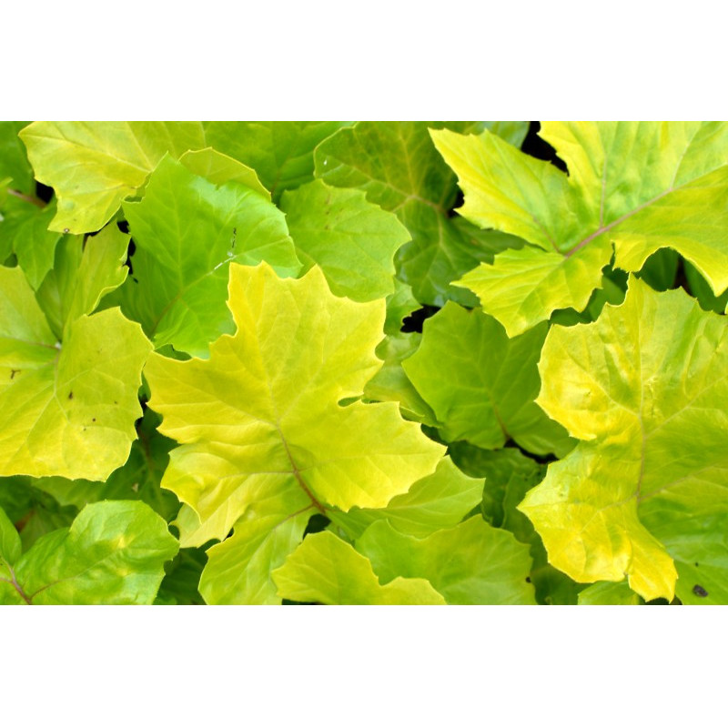 ACANTHUS mollis 'Hollard's Gold'