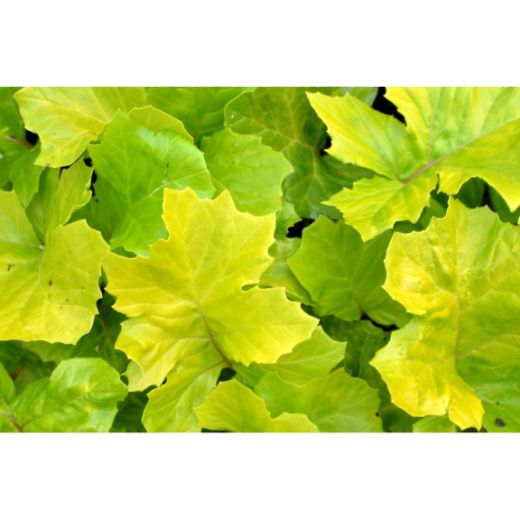 ACANTHUS mollis 'Hollard's Gold'