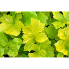 ACANTHUS mollis 'Hollard's Gold'