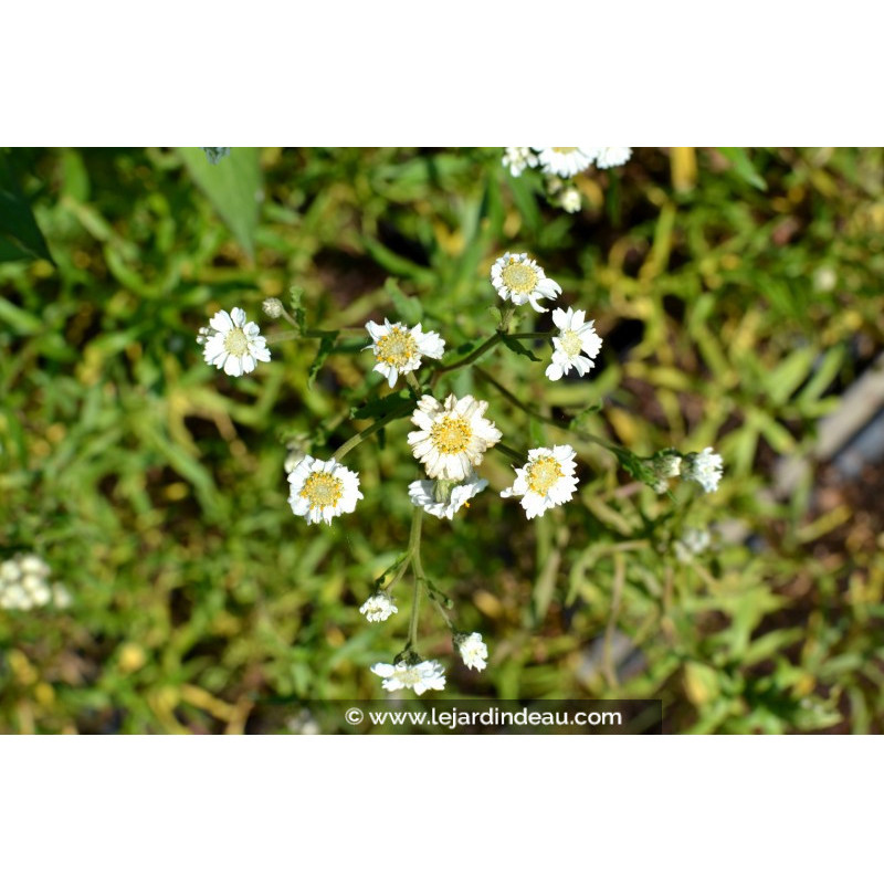 ACHILLEA ptarmica