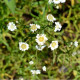 ACHILLEA ptarmica