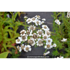 ACHILLEA ptarmica