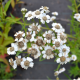 ACHILLEA ptarmica