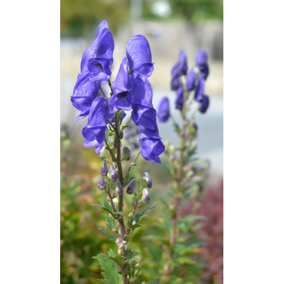 ACONITUM napellus