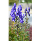 ACONITUM napellus