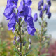 ACONITUM napellus