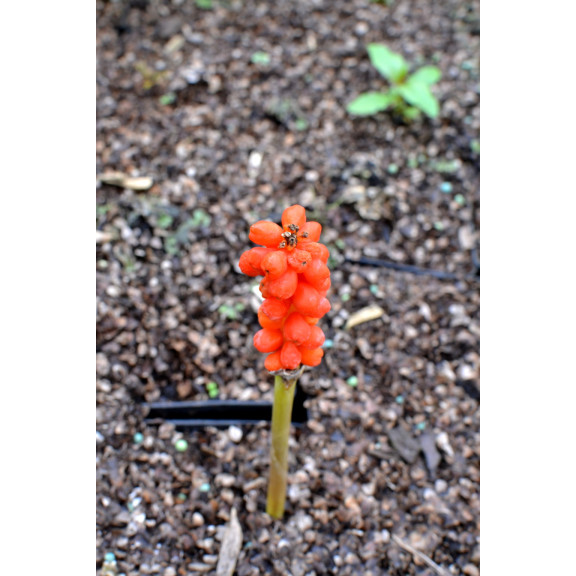 ARUM italicum
