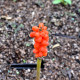 ARUM italicum