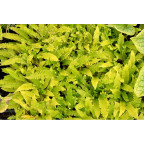 BLECHNUM spicant