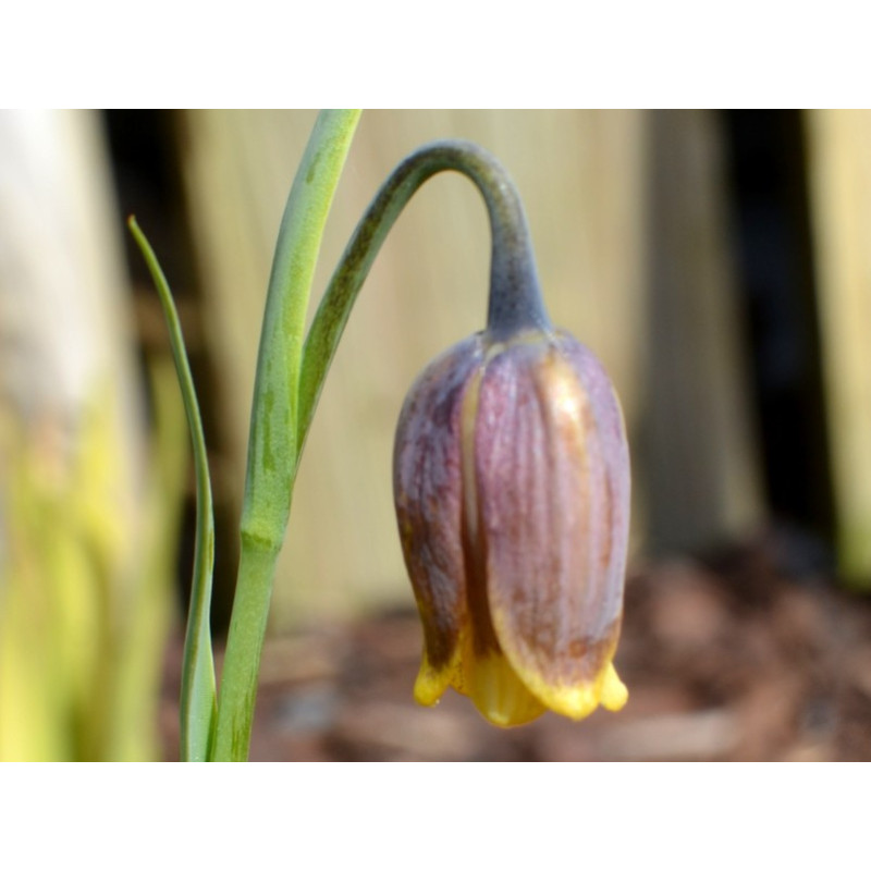 FRITILLARIA michailovskyi