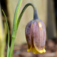 FRITILLARIA michailovskyi