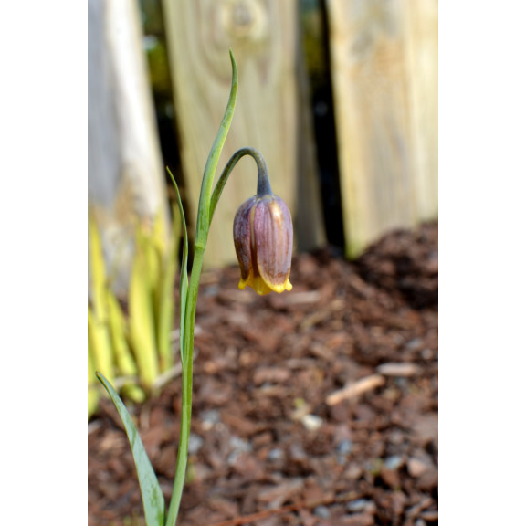 FRITILLARIA michailovskyi