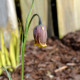 FRITILLARIA michailovskyi
