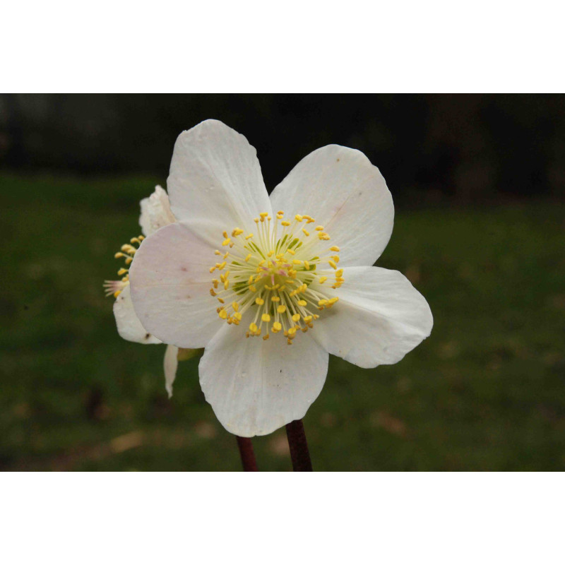 HELLEBORUS niger