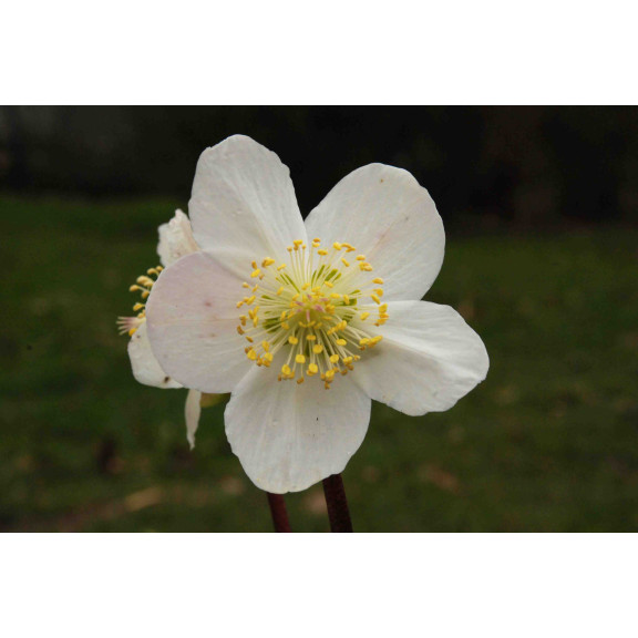 HELLEBORUS niger