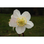 HELLEBORUS niger
