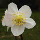 HELLEBORUS niger