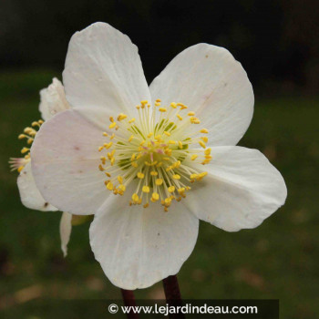 HELLEBORUS niger